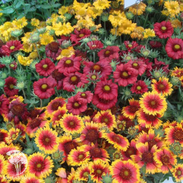Гайлардия (Гайллардия) Смесь окрасок