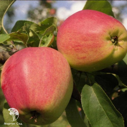 Яблоня Кандиль Орловский