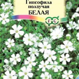 Гипсофила ползучая, Белая