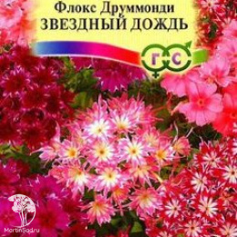 Флокс Звездный дождь друммонда