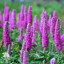 Вероника Атомик Ред Рэй