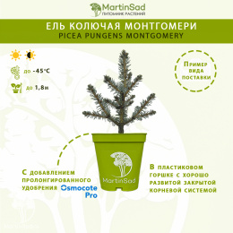 Ель колючая Монтгомери