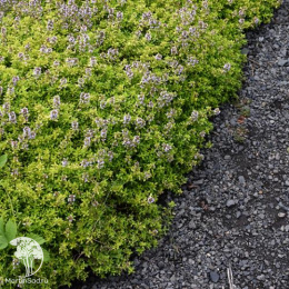  Тимьян лимоннопахнущий Голден Лемон