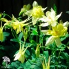 Aquilegia hybrida Spring Magic Yellow Аквилегия гибридная Спринг Мэджик Йеллоу фото 1 