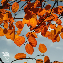 Ирга ольхолистная Грейтберри Гарден