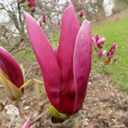 Магнолия Суланжа Пикча