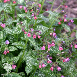 Медуница сахарная