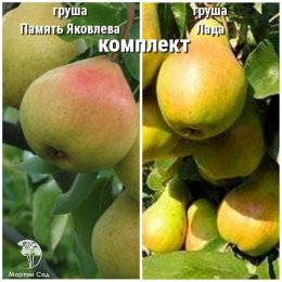 Груша Память Яковлева + опылитель Груша Лада