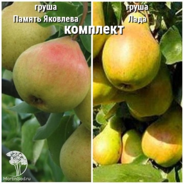 Фото Груша Память Яковлева + опылитель Груша Лада