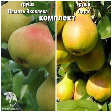 Фото Груша Память Яковлева + опылитель Груша Лада