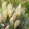Кортадерия Селло (Пампасная трава) Тини Пампа фото 2 