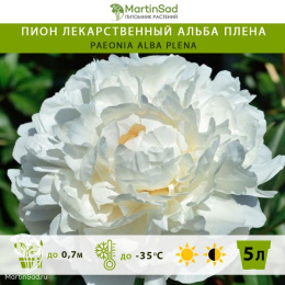 Пион лекарственный Альба Плена