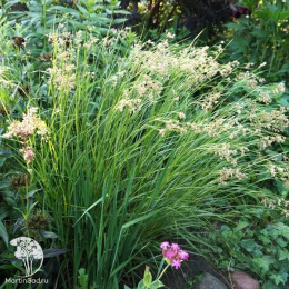 Ожика снежно-белая Луциус