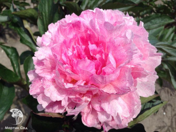 Фото Пион молочноцветковый Пиетерье Вриен