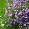 Campanula poscharskyana Колокольчик Пожарского фото 3 