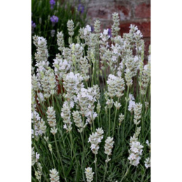 Лаванда узколистная Вайт Сцент