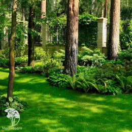 Семена Газон для тенистых мест