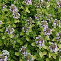 Набор для мяса тимьян Арчерс Голд + шалфей Карадонна Компакт