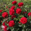 Роза флорибунда Бордо фото 1 