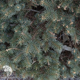 Ель колючая Вудсток на штамбе