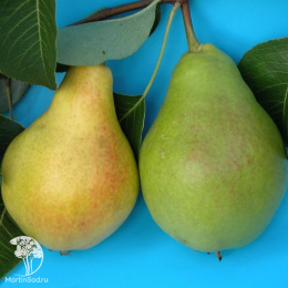 Груша гибрид Лада + Москвичка