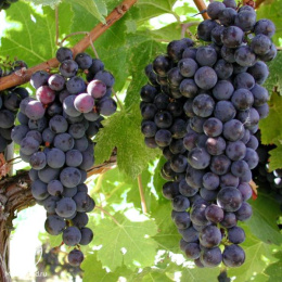 Виноград Доктор Шмитнен