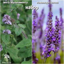 Набор для чая мята Мультимента + лаванда Гроссо