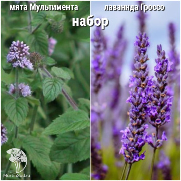 Фото Набор для чая мята Мультимента + лаванда Гроссо