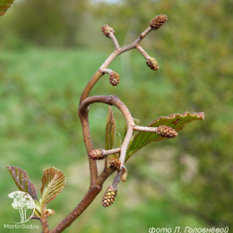Ольха серая Монстроза