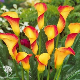  Калла Флэйм