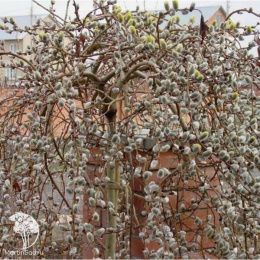 Ива козья Кёрли Локс на штамбе