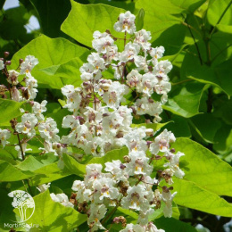Катальпа яйцевидная Слендер Силхот