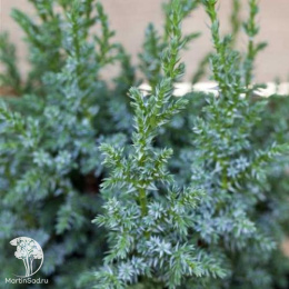 Можжевельник чешуйчатый Лодери