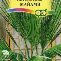Вашингтония нитеносная Майами 