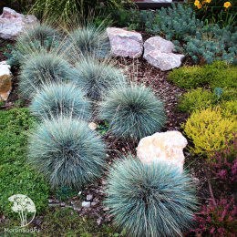 Овсяница сизая Лазурит