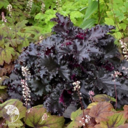 Гейхера Блэк Таффета