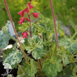 Сверхвыгодный микс! Гейхера Руби Беллз + Гейхера Геркулес + Гейхера Черри Кола