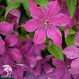 Клематис цельнолистный Экспандер