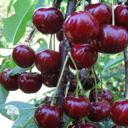 Черевишня дюк Барыня