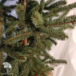 Ель новогодняя сизая Коерулеа 50-60 см