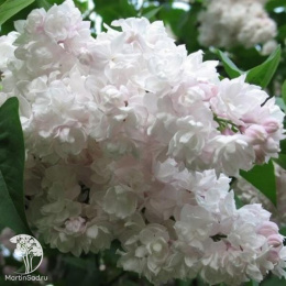 Сирень обыкновенная Красавица Москвы на штамбе