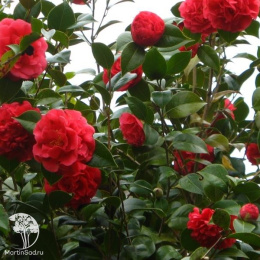 Камелия гибридная японская Блэк Лэйс