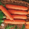 Морковь Длинная тупая без сердцевины фото 2 