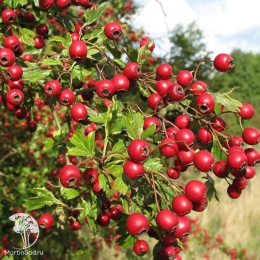 Боярышник обыкновенный Розеа