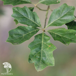 Дуб падубалистный Тромп Болл