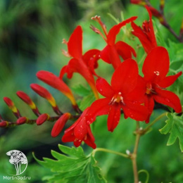 Крокосмия Люцифер