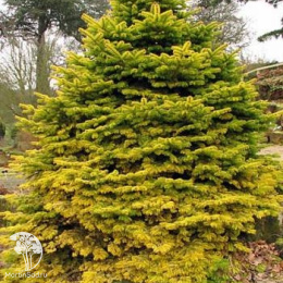 Пихта нордмана Голден Спрэдер