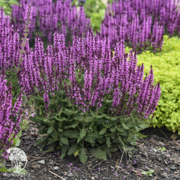 Шалфей луговой Малиновый