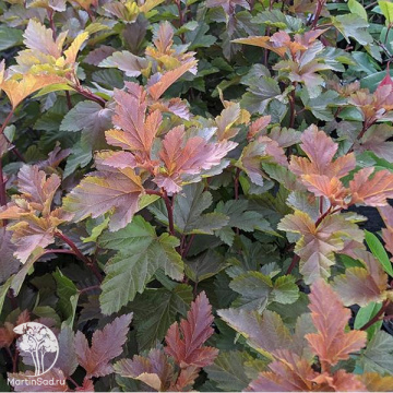 Фото Пузыреплодник калинолистный Мэджик Болл