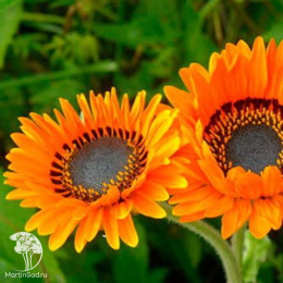 Венидиум Амаретто